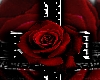man's black and red