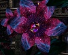 !!!Magical Nebula Clemat