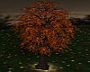 Fall lit Tree