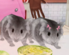 f gray hamster