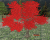 Red Leaf Tree/Swing