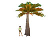 tree 20 palm