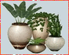 Kawaii Pots & Plants