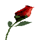 1 rose