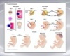 Prenatal Chart 