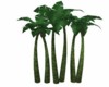 AH! Palms
