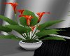 OrangeWhite Lilly Plant