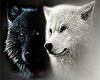 black and white wolfs