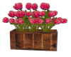 Tulips in a Box