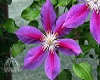 Clematis