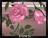 MAU/ HANGING ROSES