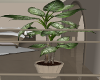 {AB} Modern Plant II