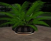 PLANT 5