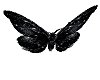 *V Black Butterflies