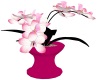 Pink n black orchid PLT