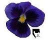 Purple Pansy