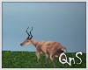 QnS Deer/sound