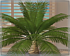 Palm Tree/Animated