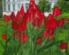 Tulips Red Patch