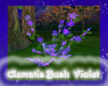 Clematis Bush Violet