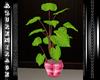 ^AZ^Plant-Pink Pot
