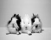 baby bunnies 2
