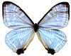Opal Blue Butterfly
