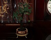 Silk Dragon tree