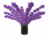 Vased Lavender