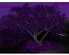 arbol violeta