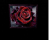 Red Rose Picture