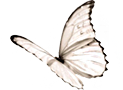 Abziehbild_126953863_26