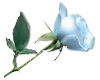 Abziehbild_145867163_32
