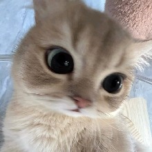 owsi