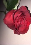 Guest_Yofavfreakho3