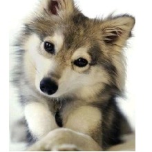 koumulberryfawn