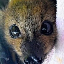 koumulberryfawn
