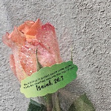T216433