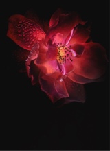 صورة الـavatar