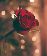 Guest_Muhammad43