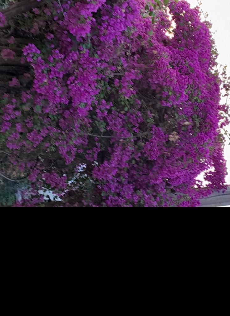 Guest_AssisLima1