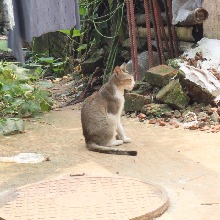 Guest_SimiAktar1