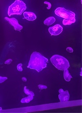 Mvriicel