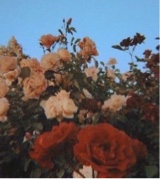 Guest_serena966516