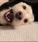 Fookyhu