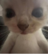 Guest_TINYGIRLINABIGWRLD