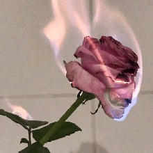 Guest_daintyr0se