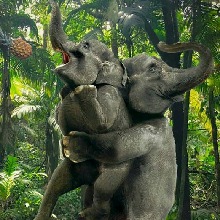 Guest_Tamil5