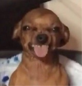 kvash3