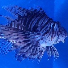 KassiusDrago